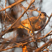 Rosy-patched Bushshrike