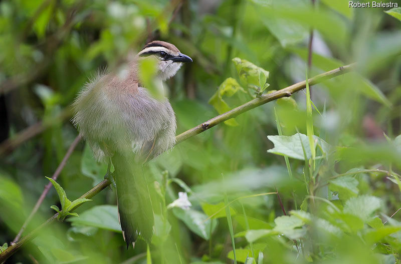 Brown-crowned Tchagra