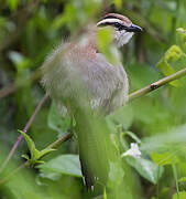 Brown-crowned Tchagra