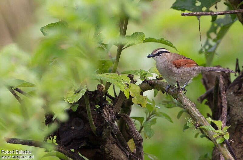 Brown-crowned Tchagraadult, identification