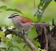 Brown-crowned Tchagra