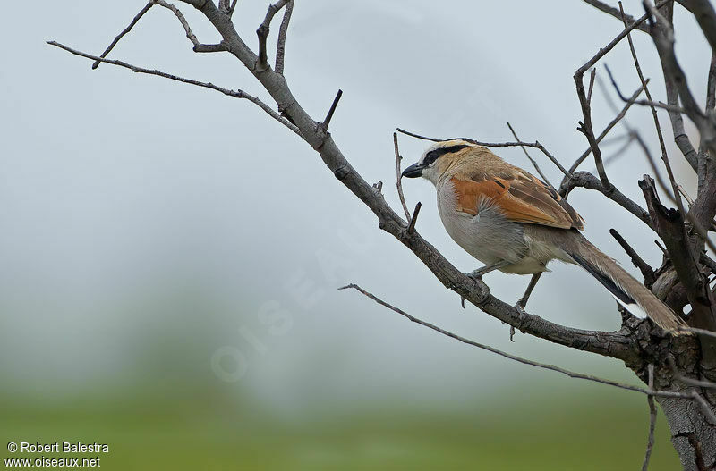 Black-crowned Tchagraadult