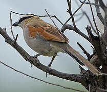 Black-crowned Tchagra