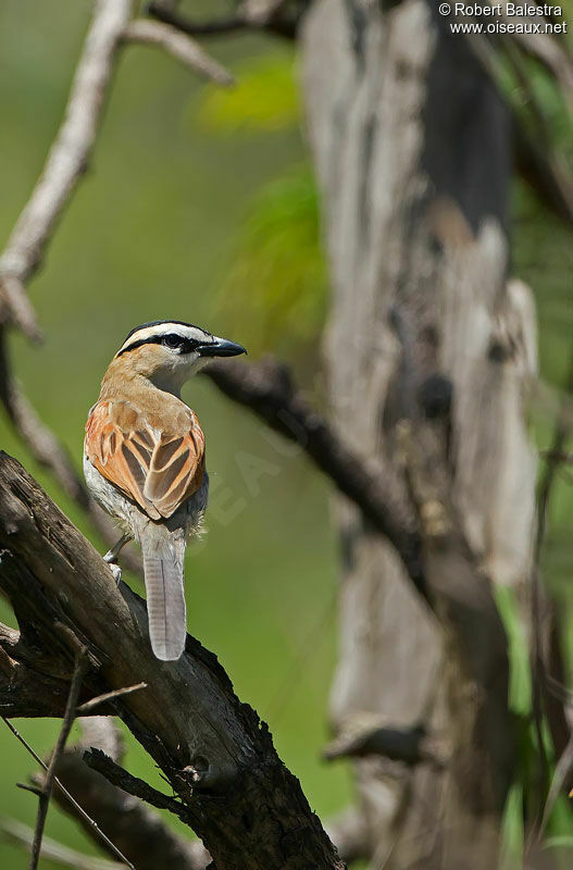 Black-crowned Tchagraadult