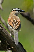 Black-crowned Tchagra