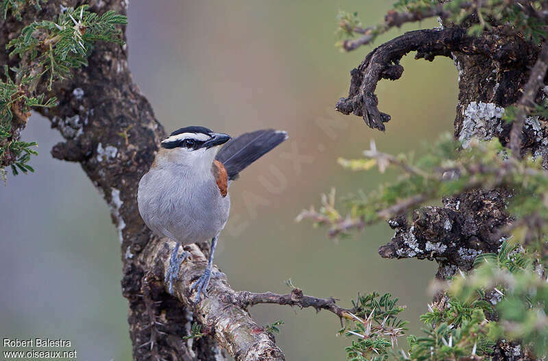 Black-crowned Tchagraadult, close-up portrait