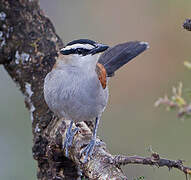 Black-crowned Tchagra