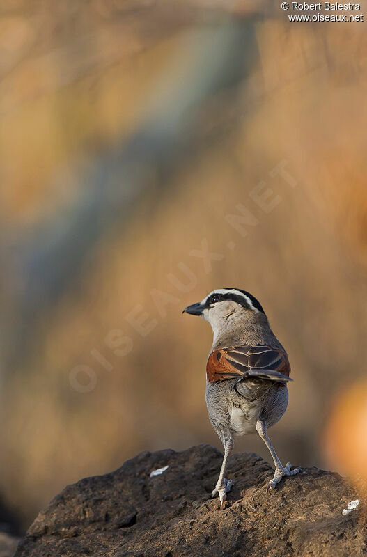 Black-crowned Tchagra