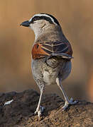 Black-crowned Tchagra