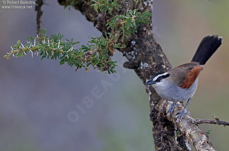 Black-crowned Tchagraadult, close-up portrait