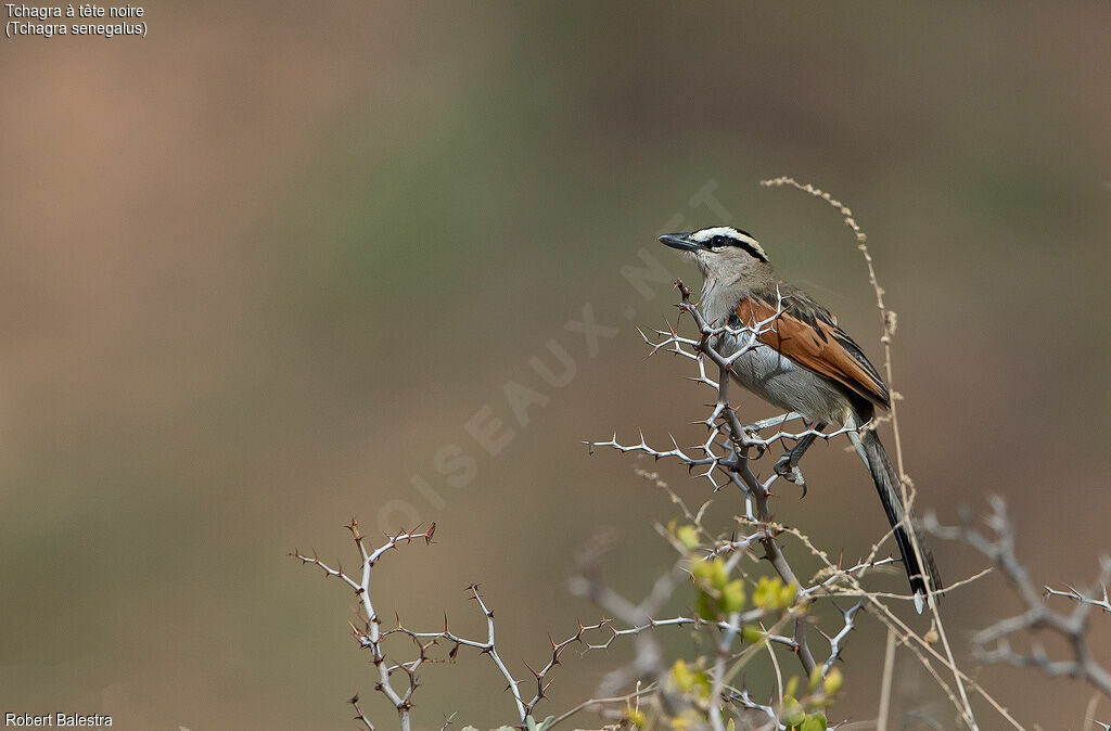 Black-crowned Tchagra