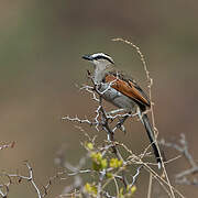 Black-crowned Tchagra