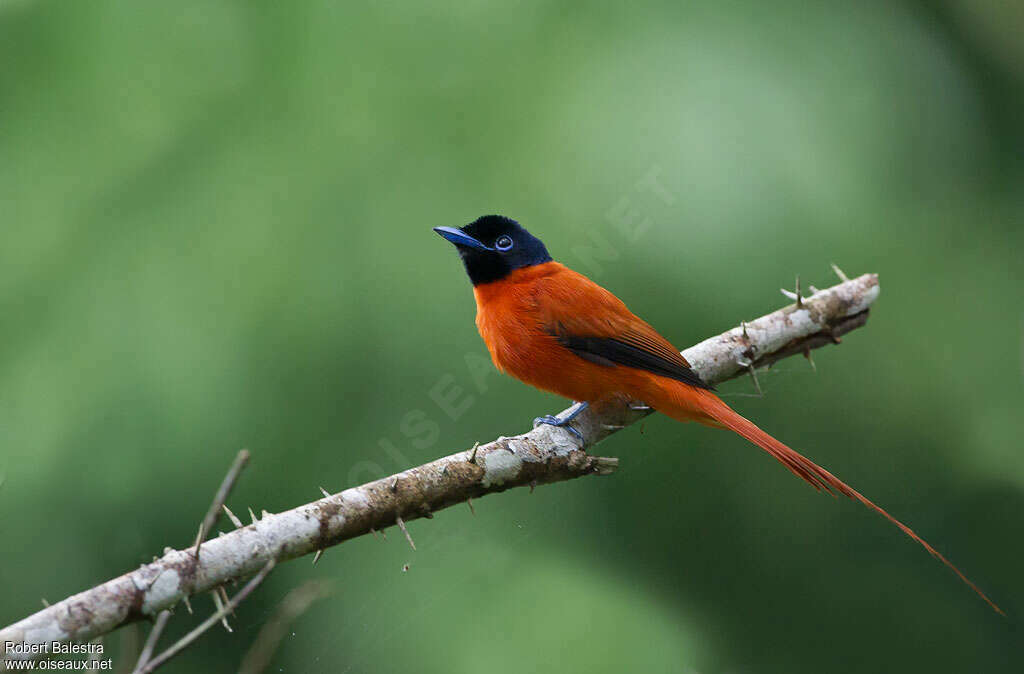 Red-bellied Paradise Flycatcher, identification