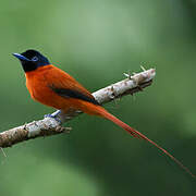 Red-bellied Paradise Flycatcher