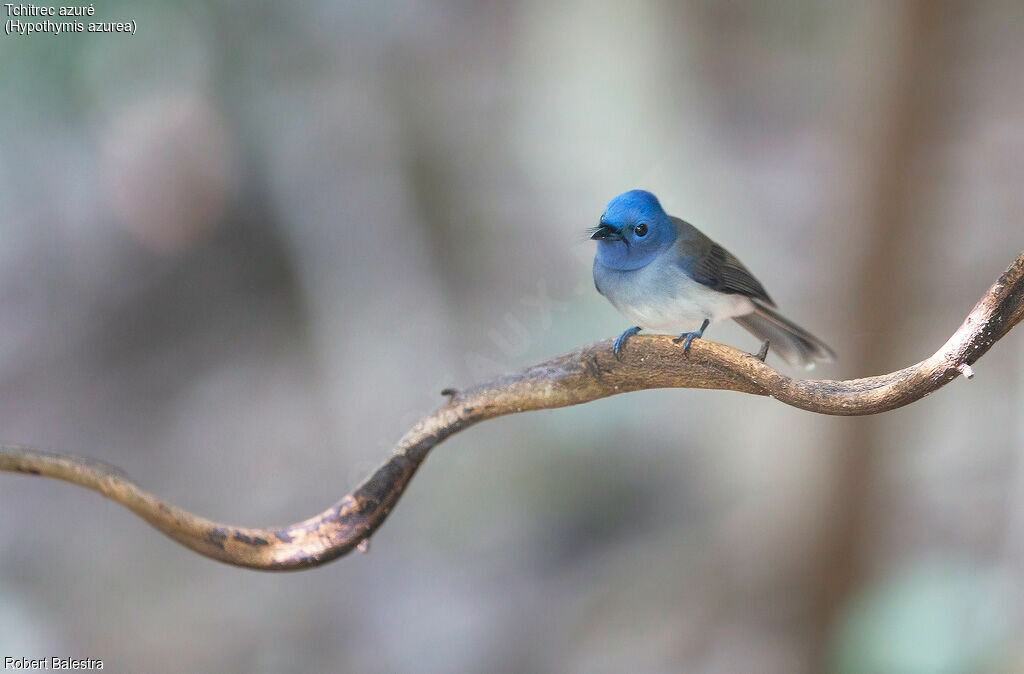 Black-naped Monarch