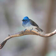 Black-naped Monarch