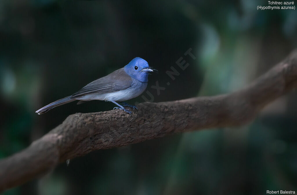 Black-naped Monarch