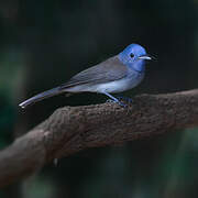 Black-naped Monarch