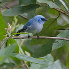 Tchitrec bleu