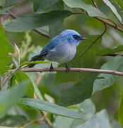 African Blue Flycatcher