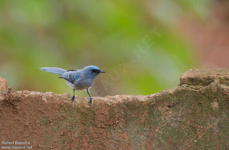 African Blue Flycatcher