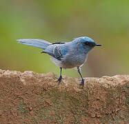 African Blue Flycatcher