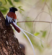 African Paradise Flycatcher