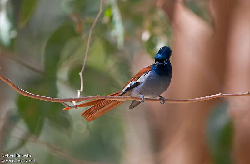 African Paradise Flycatcher female