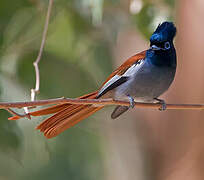 African Paradise Flycatcher