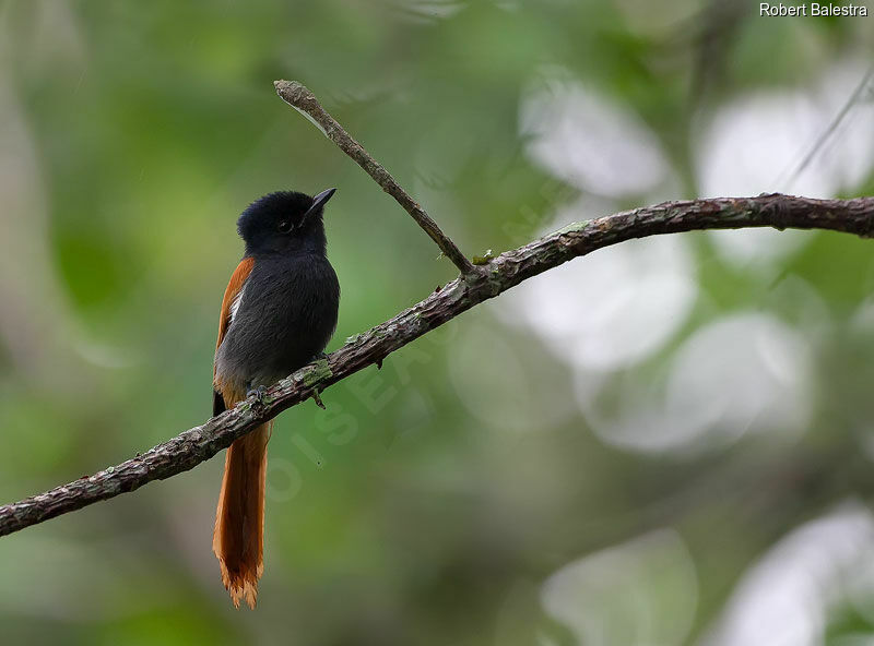 African Paradise Flycatcher