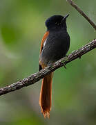 African Paradise Flycatcher