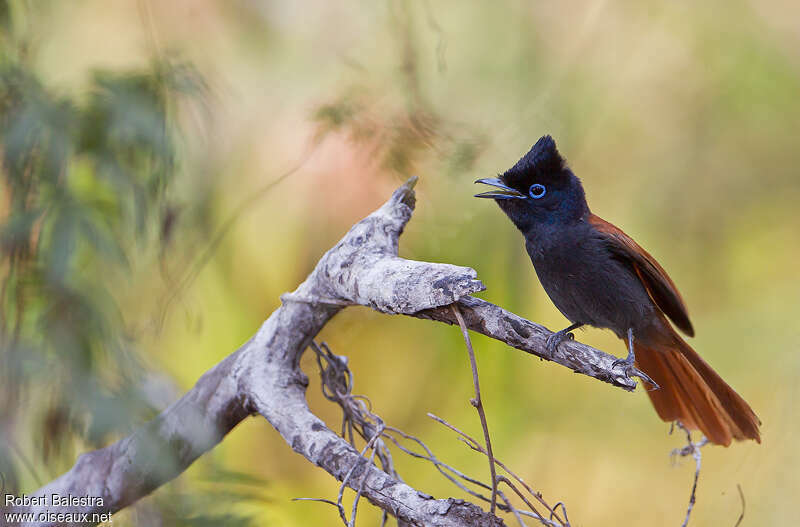 African Paradise Flycatcher female, identification