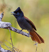 African Paradise Flycatcher