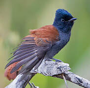 African Paradise Flycatcher