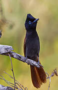 African Paradise Flycatcher