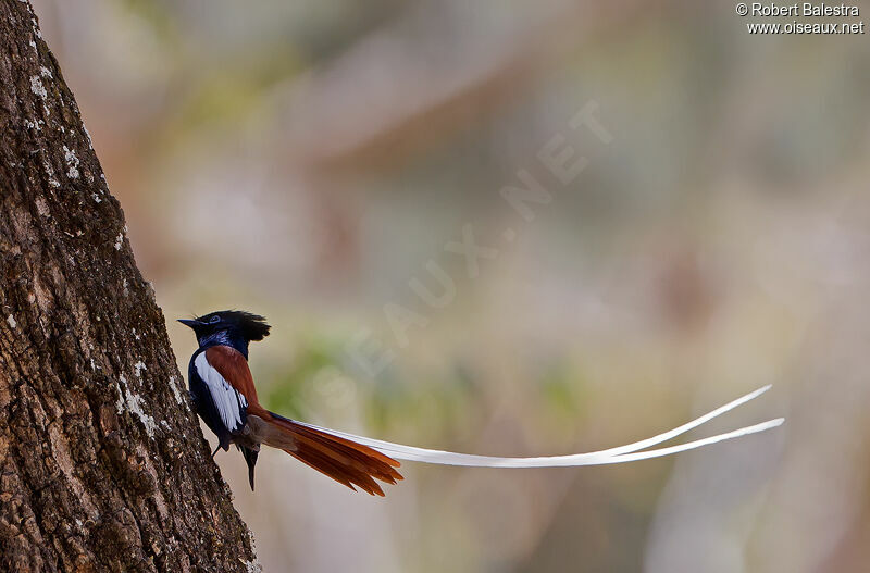 African Paradise Flycatcher male