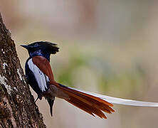 African Paradise Flycatcher