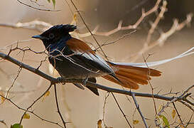 African Paradise Flycatcher