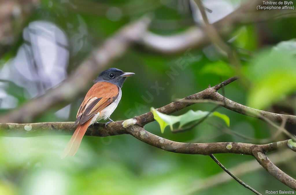 Blyth's Paradise Flycatcher