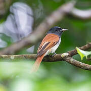 Blyth's Paradise Flycatcher