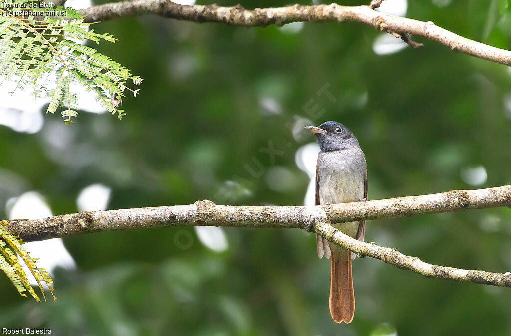 Blyth's Paradise Flycatcher