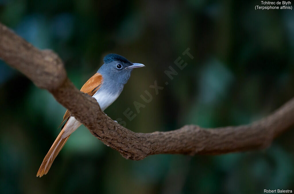 Blyth's Paradise Flycatcher male