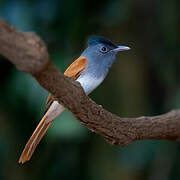 Blyth's Paradise Flycatcher