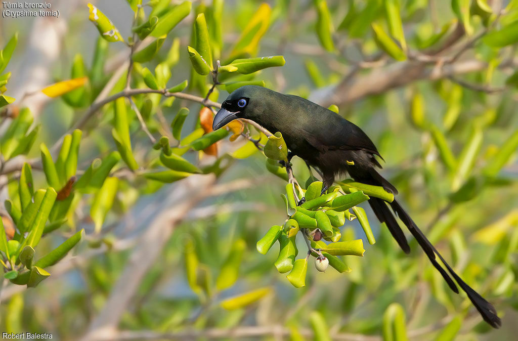 Racket-tailed Treepie