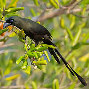 Racket-tailed Treepie