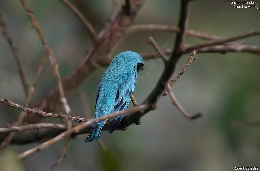 Swallow Tanager