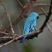 Swallow Tanager