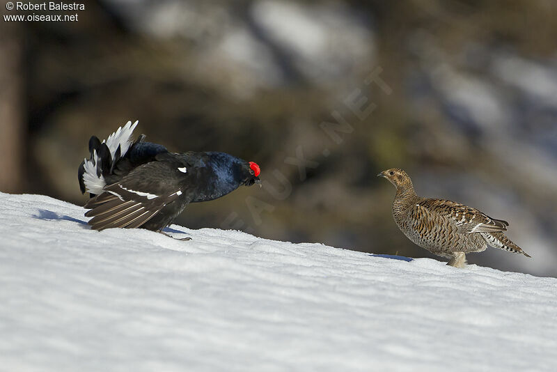 Black Grouse adult