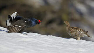 Black Grouse