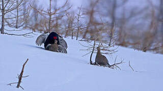 Black Grouse